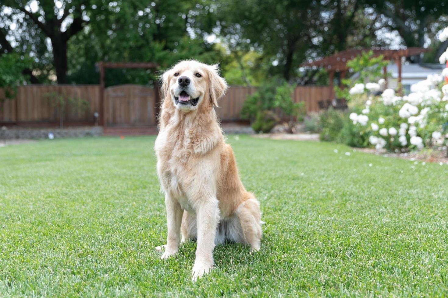 Golden retriever
